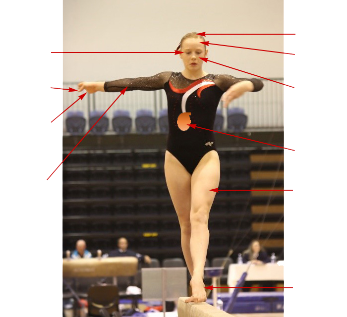 gimnasta