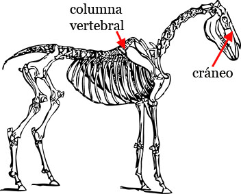 Esqueleto de un caballo