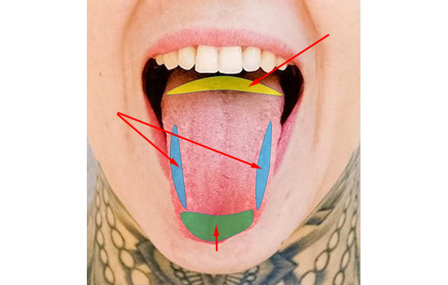 lengua