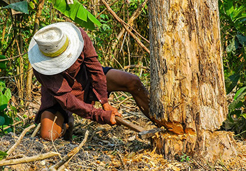Persona talando un árbol
