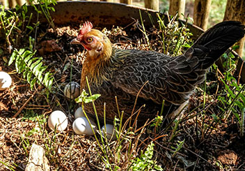 Gallina incubando
