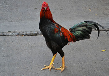 Gallo